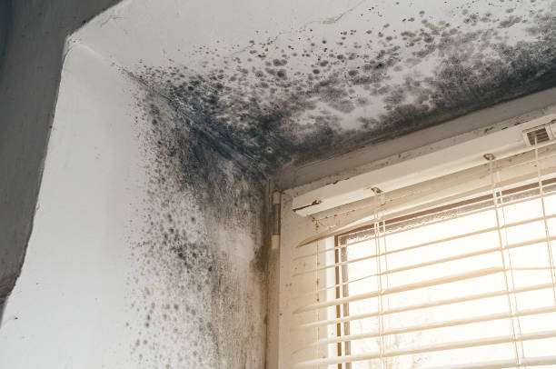 Affordable Basement Mold Removal solutions in Silverdale, WA